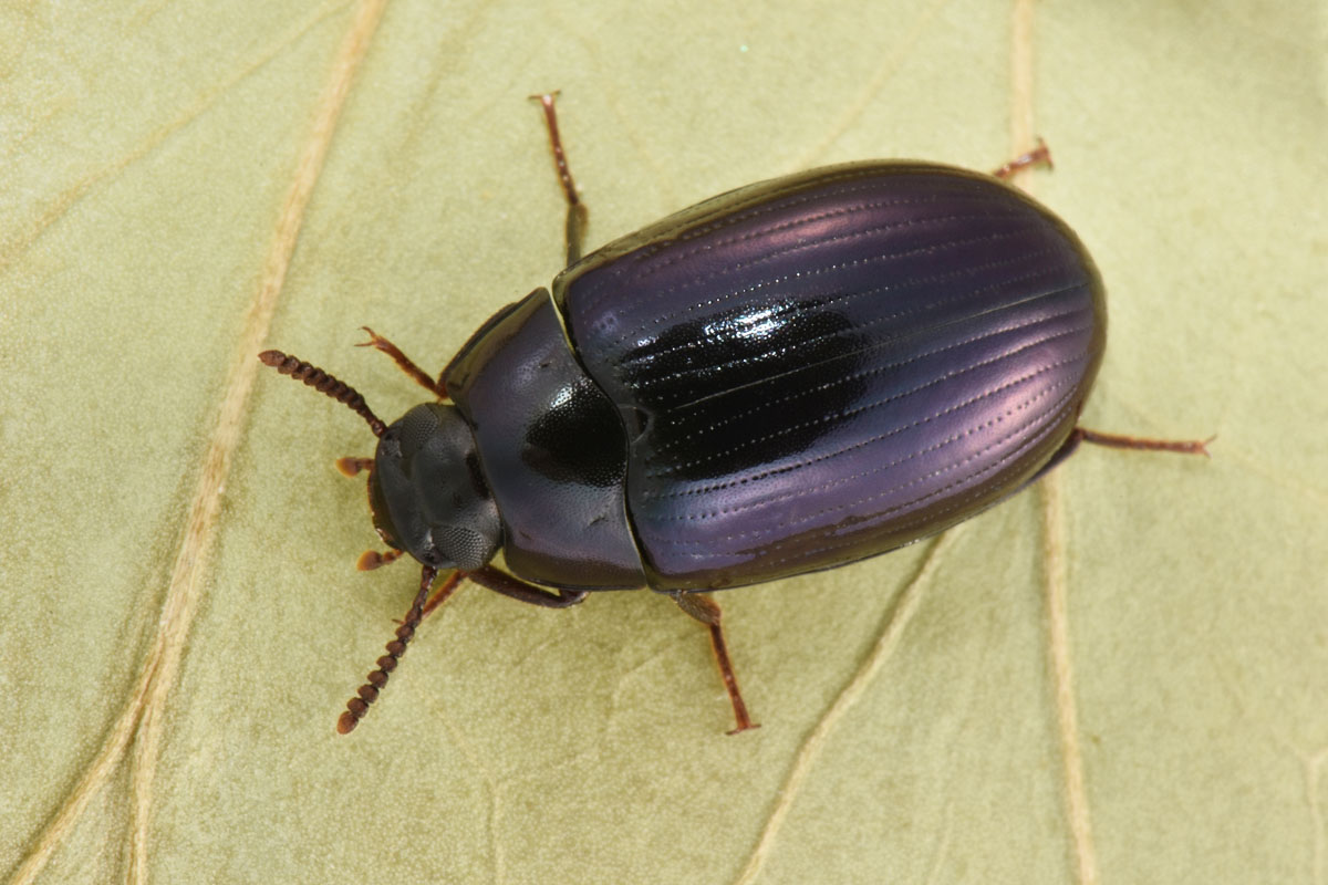 Tenebrionidae: Platydema violacea? S